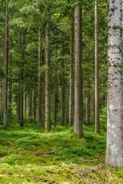 Forest full of trees and moss, forming a natural landscape Stock Photos