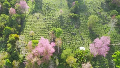 Forest full of wild sakura is blooming in springtime 2023 Stock Footage 240067419
