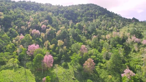 Forest full of wild sakura is blooming in springtime 2023 Stock Footage 240067603