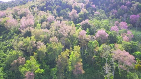 Forest full of wild sakura is blooming in springtime 2023 Stock Footage 240067605