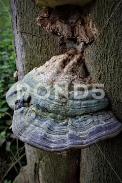 Forest Fungi Stock Photos