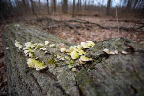 Forest Fungus on a Fallen Tree Trunk Stock Photos