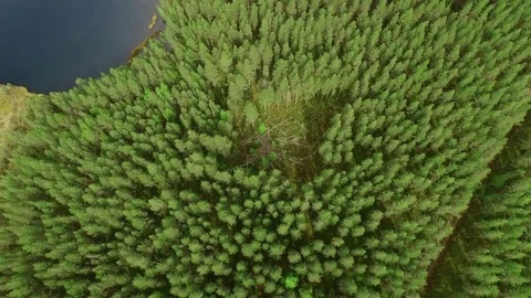 Forest gap with fallen trees by a lake, aerial shot. Stock Footage 83636790