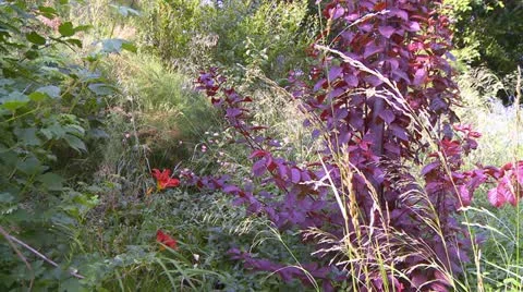 Forest garden Stock Footage 10808061