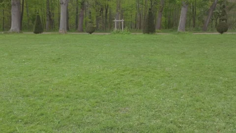 Forest Garden Stock Footage 336735571