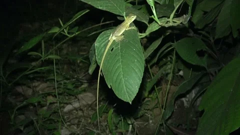 Forest Garden lizard, Malaysia Stock Footage 132617224