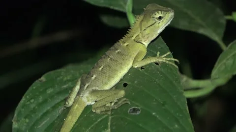 Forest Garden lizard, Malaysia Stock Footage 132617227