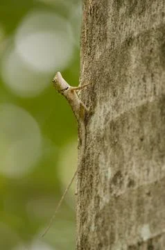 Forest garden lizard. Stock Photos