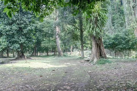 Forest Garden Path with Large Epiphyte on Trunk Stock Photos