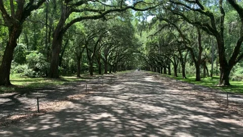 Forest garden pathway in the summer Stock Footage 136333366