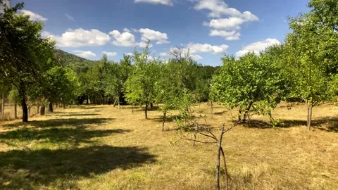 Forest Garden Trees. Trees In Summer Garden. Beautiful Trees In A Garden. Stock Footage 149693549