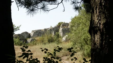 Forest Gate Stock Footage 67088255