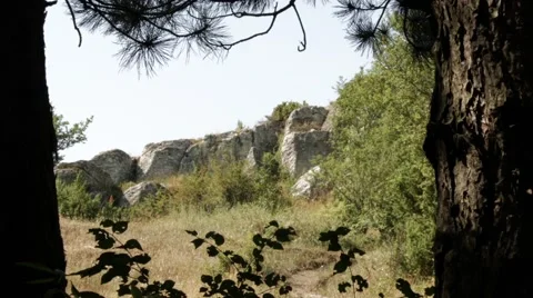 Forest Gate Stock Footage 67248707