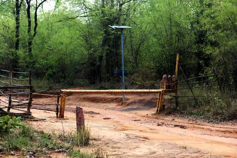 Forest Gate Фото