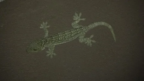 Forest Gecko, Malaysia Stock Footage 287358577