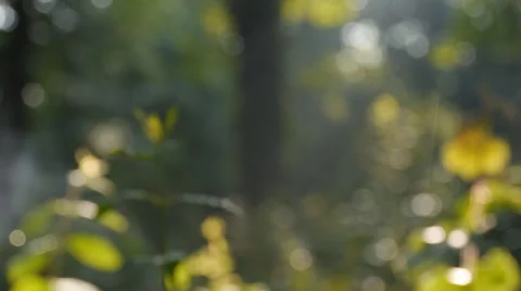 Forest in Germany, camera slide movement and sound Stock-Footage 68934141