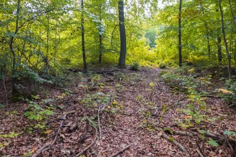 A forest in Germany in fall Foto stock