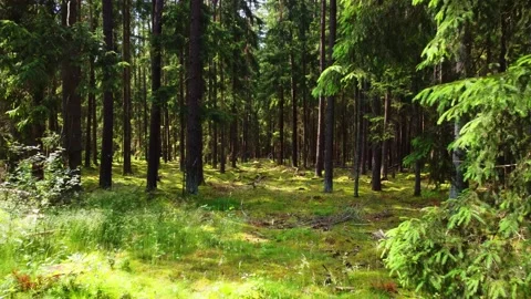 A Forest in Germany Stock Footage 197844591