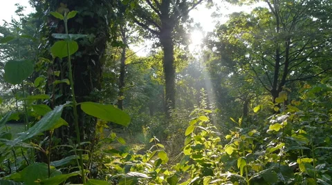 Forest in Germany, slide camera movement and sound 스톡 동영상 68934290