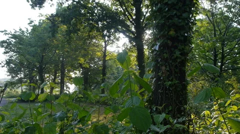 Forest in Germany, slide camera movement and sound 스톡 동영상 68934303