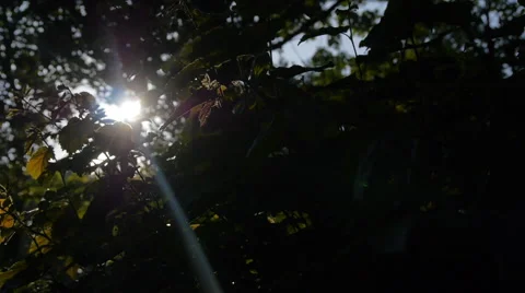 Forest in Germany, slide camera movement and sound 스톡 동영상 68934308