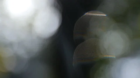 Forest in Germany, slide camera movement and sound 스톡 동영상 68934342