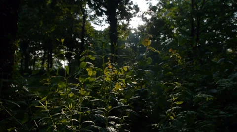 Forest in Germany, slide movement and sound 스톡 동영상 68934175