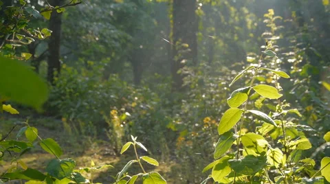 Forest in Germany, slide movement and sound 動画素材 68934213
