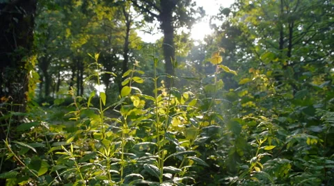 Forest in Germany, slide movement and sound 스톡 동영상 68934233