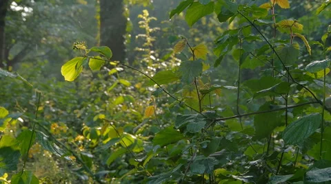 Forest in Germany, slide movement and sound 스톡 동영상 68934247