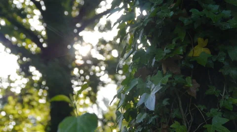 Forest in Germany, slide movement and sound 動画素材 68934261