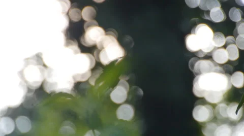 Forest in Germany, slide movement and sound Vídeo Stock 68934288