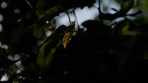 Forest in Germany, slide movement and sound 스톡 동영상 68934311