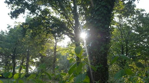 Forest in Germany, slide movement and sound 스톡 동영상 68934336