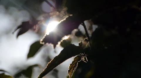 Forest in Germany, slide movement and sound 스톡 동영상 68934340