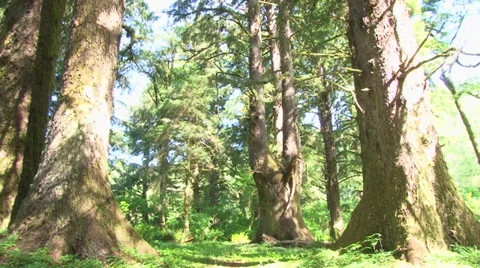 Forest Giants Stock Footage 39759164