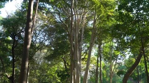Forest Giants: Low-Angle View of Towering Trees in a Lush Tropical Woodland 스톡 동영상 342814267
