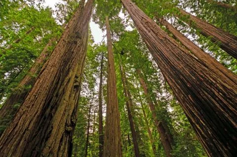Forest giants in the rain forest Stockfoto's