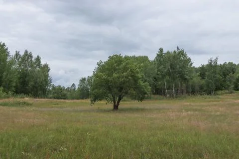 Forest glade against the background of clouds. Stock Photos