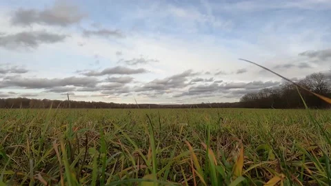 Forest glade, Autumn. View from the grass. Natural landscape with perspective. Stock Footage 172502154
