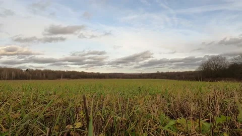 Forest glade, Autumn. View from the grass. Natural landscape with perspective. Stock Footage 172502547
