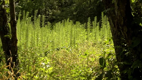 A forest glade with backlit wild anise plants. Stock Footage 341319300