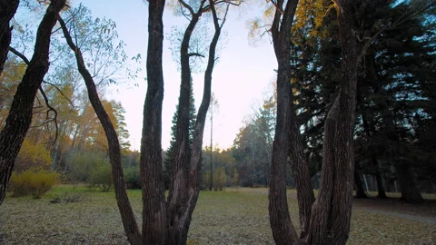 Forest glade with bare trees 库存影片 168292196