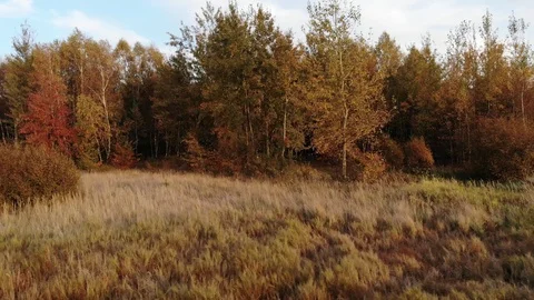 A forest glade bathed in the light of the setting sun. Stock Footage 97336755