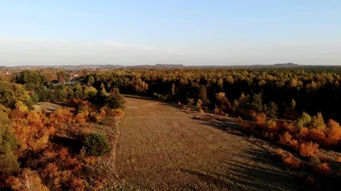 A forest glade bathed in the light of the setting sun. Stock Footage 107833041