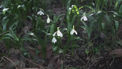 Forest Glade in Bloom: Sun on Snowdrops. Stock Footage 329465751