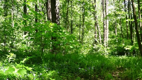 Forest glade blue flowers. Stock Footage 70755358