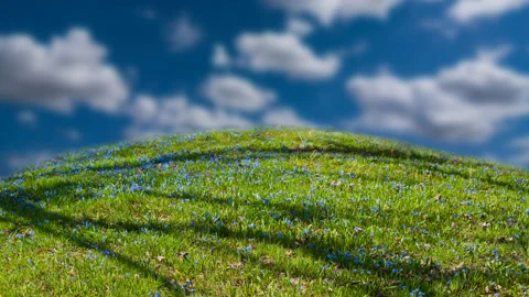 Forest glade with blue flowers time lapse scene Stock Footage 159278532