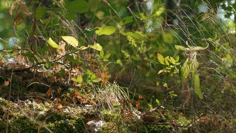Forest glade in bright sunny day Stock Footage 80757199