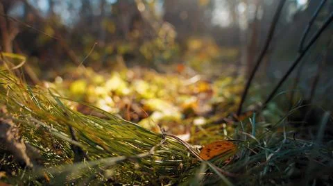 Forest glade at bright sunset Stock Photos